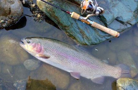 大型７本！ ～天竜川ルアーフライテンカラ専…